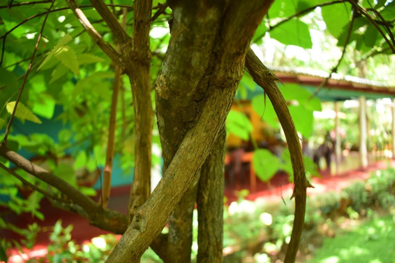 Palitha Homestay Sigiriya Exterior foto